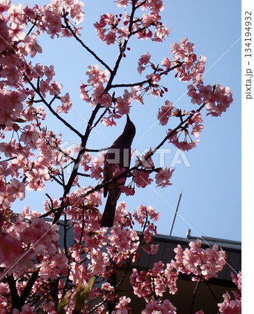 河津桜とヒヨドリのシルエット 134194932