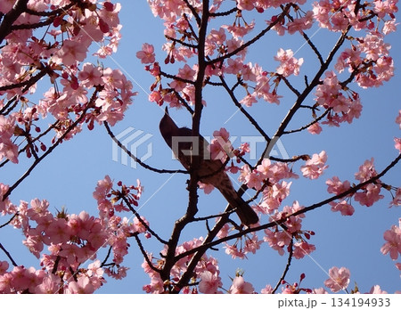 河津桜とヒヨドリのシルエット 河津桜とヒヨドリのシルエット 134194933