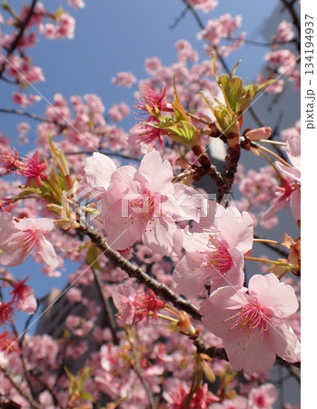 河津桜 134194937