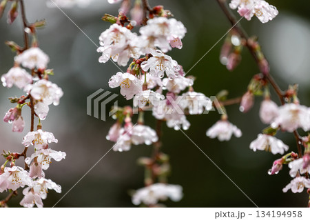 水滴を蓄えしっとりとたたずむサクラのクローズアップ1 134194958