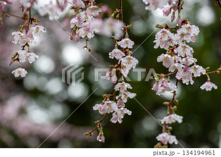 水滴を蓄えしっとりとたたずむサクラのクローズアップ4 134194961