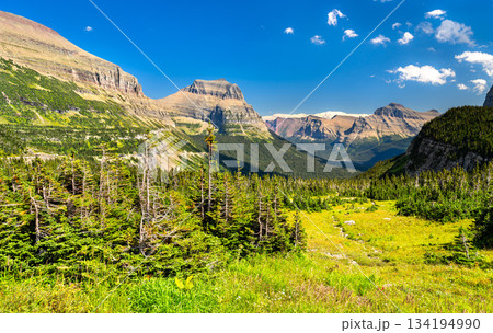 Going-to-the-Sun Mountain rises above lush green alpine meadows at Logan Pass in Glacier National Park, Montana. Scenic landscape features subalpine fir trees and rocky peaks under blue sky 134194990
