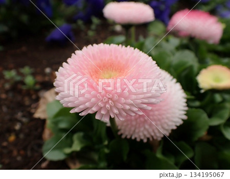 デージー 134195067