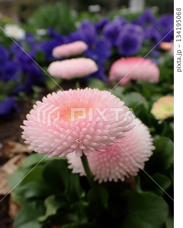 デージー デージー 134195068