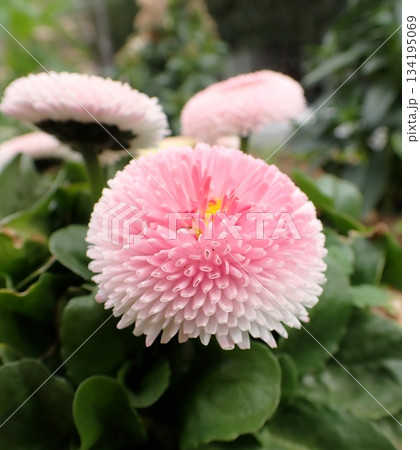 デージー 134195069