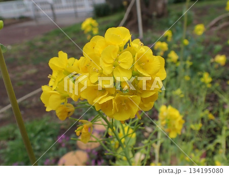 菜の花 134195080