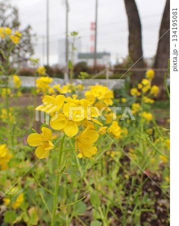 菜の花 134195081