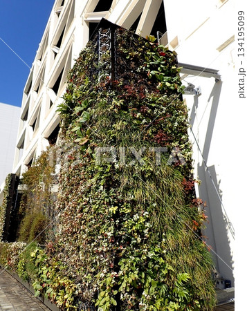 横浜市保土ヶ谷区役所　壁面緑化 134195099