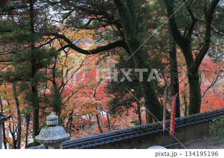 秋の四国霊場第88番札所「大窪寺」新四国八十八ヶ所石仏の前から本坊側の紅葉をみる 秋の四国霊場第88番札所「大窪寺」新四国八十八ヶ所石仏の前から本坊側の紅葉をみる 134195196