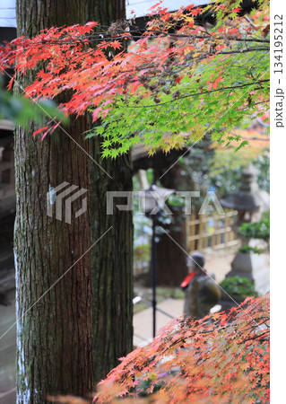 秋の四国霊場第88番札所「大窪寺」二天門付近の紅葉 秋の四国霊場第88番札所「大窪寺」二天門付近の紅葉 134195212