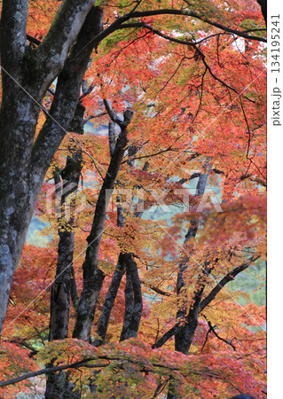 秋の四国霊場第88番札所「大窪寺」本坊前の紅葉 秋の四国霊場第88番札所「大窪寺」本坊前の紅葉 134195241