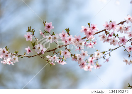 可愛らしいサクラのクローズアップ2 134195273