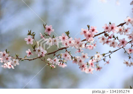 可愛らしいサクラのクローズアップ3 134195274