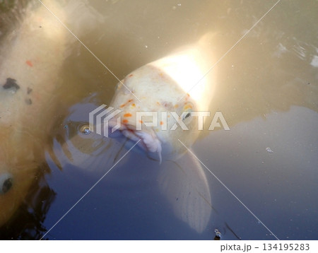 大綱金刀比羅神社 龍神池 コイ 大綱金刀比羅神社 龍神池 コイ 134195283