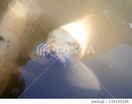 大綱金刀比羅神社　龍神池　コイ 134195284