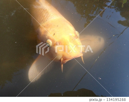 大綱金刀比羅神社 龍神池 コイ 大綱金刀比羅神社 龍神池 コイ 134195288