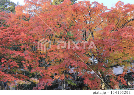 秋の四国霊場第88番札所「大窪寺」本坊前の紅葉 134195292