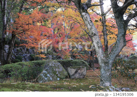 秋の四国霊場第88番札所「大窪寺」本坊前の紅葉 秋の四国霊場第88番札所「大窪寺」本坊前の紅葉 134195306