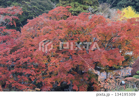 秋の四国霊場第88番札所「大窪寺」本坊前の紅葉 134195309