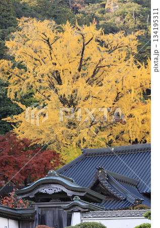 秋の四国霊場第88番札所「大窪寺」本坊と紅葉 134195311