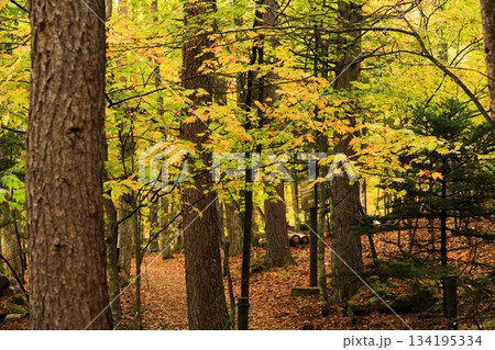 八千穂高原の森(秋)八千穂高原自然園 八千穂高原の森(秋)八千穂高原自然園 134195334