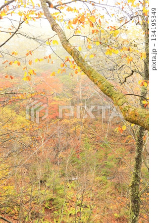 八千穂高原の森（秋）八千穂高原自然園 134195349