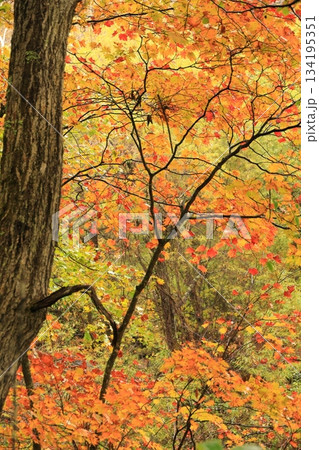 八千穂高原の森（秋）八千穂高原自然園 134195351