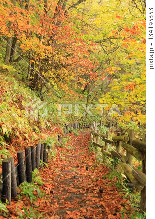 八千穂高原の森（秋）八千穂高原自然園 134195353