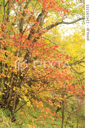 八千穂高原の森(秋)八千穂高原自然園 八千穂高原の森(秋)八千穂高原自然園 134195355
