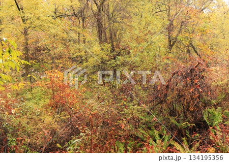 八千穂高原の森(秋)八千穂高原自然園 八千穂高原の森(秋)八千穂高原自然園 134195356