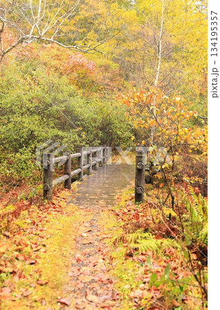 八千穂高原の森(秋)八千穂高原自然園 八千穂高原の森(秋)八千穂高原自然園 134195357