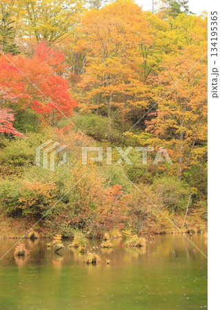 八千穂高原の森(秋)八千穂高原自然園 八千穂高原の森(秋)八千穂高原自然園 134195365