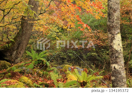 八千穂高原の森(秋)八千穂高原自然園 八千穂高原の森(秋)八千穂高原自然園 134195372