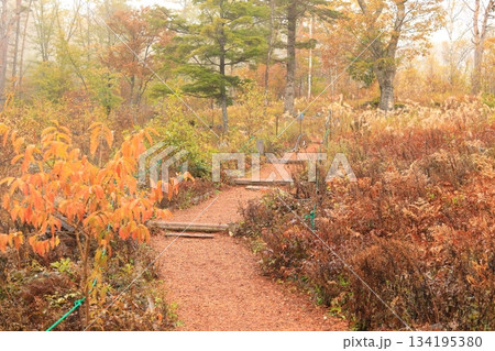 八千穂高原の森（秋）八千穂高原自然園 134195380
