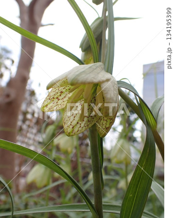 アミガサユリ 134195399