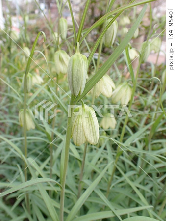 アミガサユリ 134195401