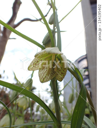 アミガサユリ 134195402