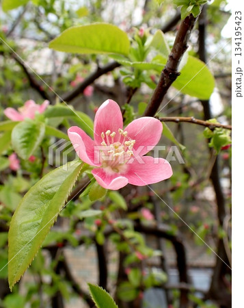 カリンの花 134195423