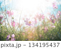 夢のようなコスモス 134195437