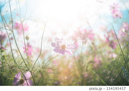 夢のようなコスモス 夢のようなコスモス 134195437