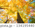 見上げる絶景の紅葉 134195440