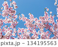 素晴らしい青空に広がる満開の桜の花のアップ1 134195563