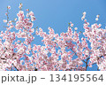 素晴らしい青空に広がる満開の桜の花のアップ2 134195564