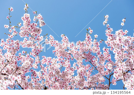 素晴らしい青空に広がる満開の桜の花のアップ2 134195564