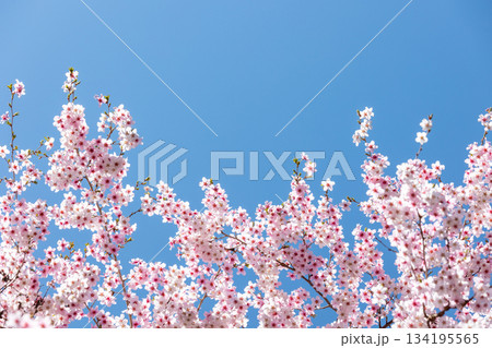素晴らしい青空に広がる満開の桜の花のアップ3 134195565