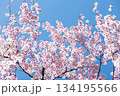 素晴らしい青空に広がる満開の桜の花のアップ4 134195566