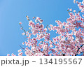 素晴らしい青空に広がる満開の桜の花のアップ5 134195567