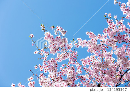 素晴らしい青空に広がる満開の桜の花のアップ5 134195567