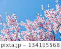 素晴らしい青空に広がる満開の桜の花のアップ6 134195568