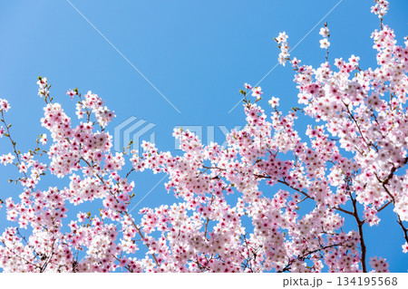 素晴らしい青空に広がる満開の桜の花のアップ6 134195568